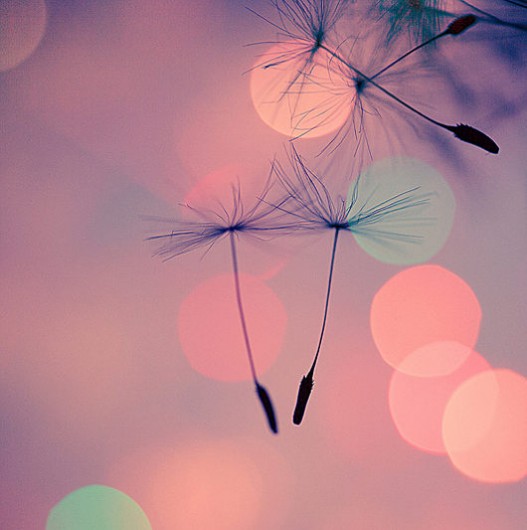 4544098044_d83c820daa_z