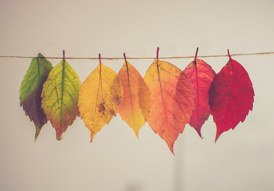 What Autumn Tells Us About Life and Work: There's a Time to Bring Something  Good to an End