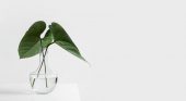 Two simple leaves in a glass vase on a white table